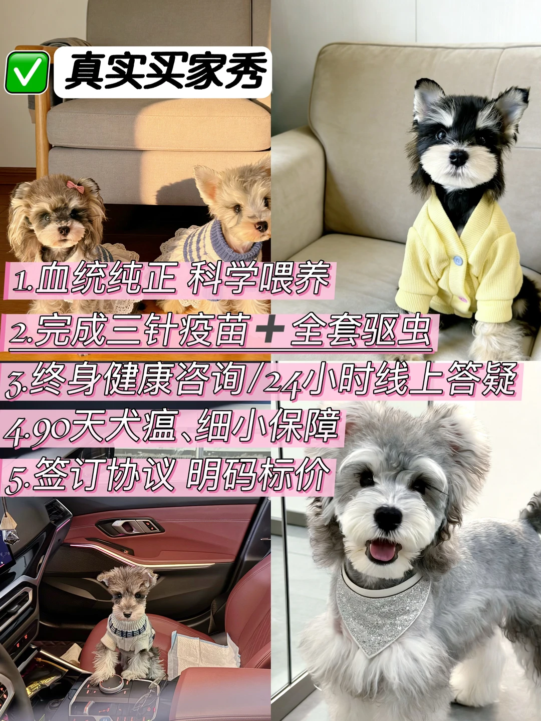 长沙2000平犬舍 | 100多种狗狗任选