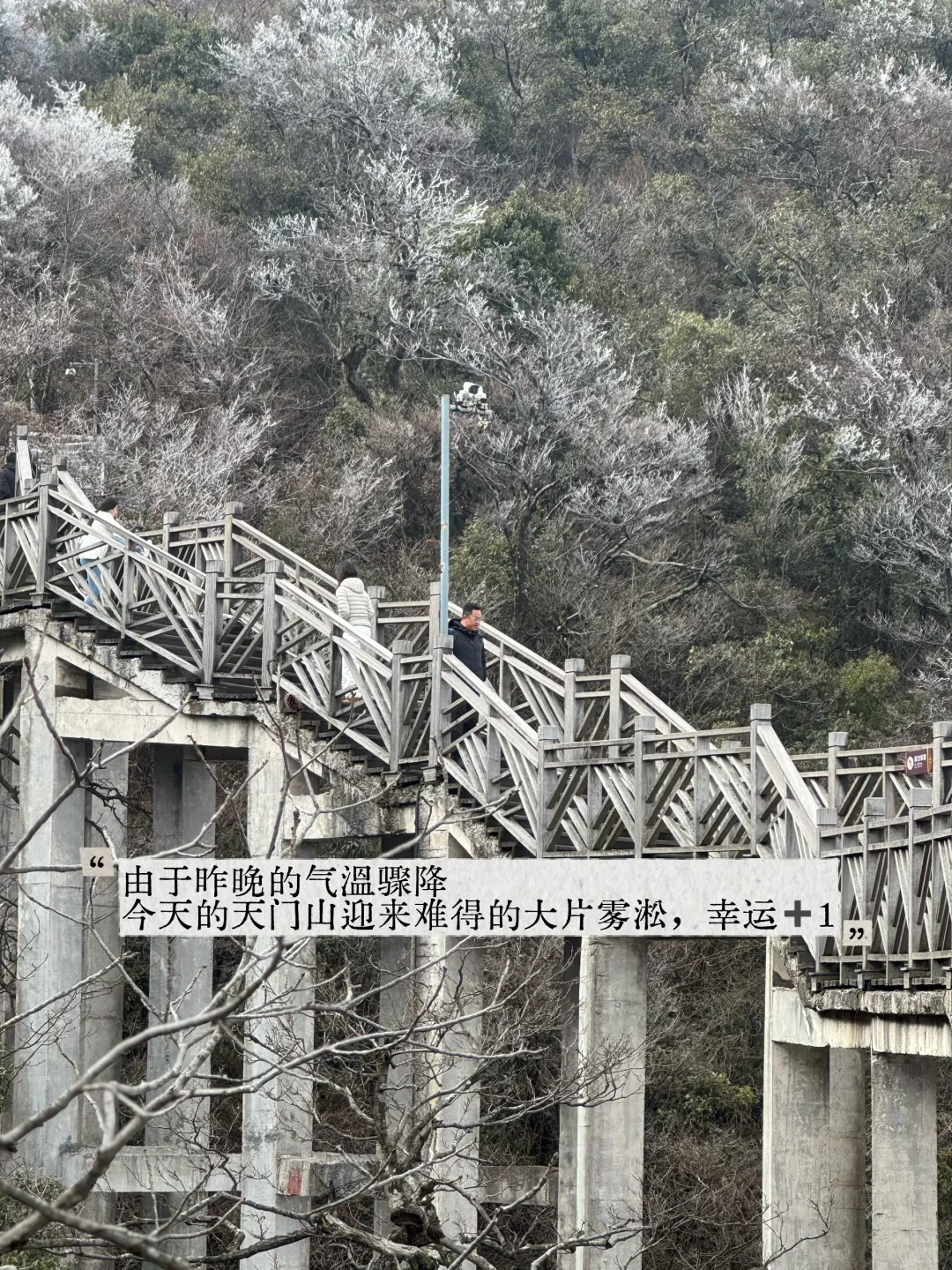 12.13｜张家界🚡看到雾淞版