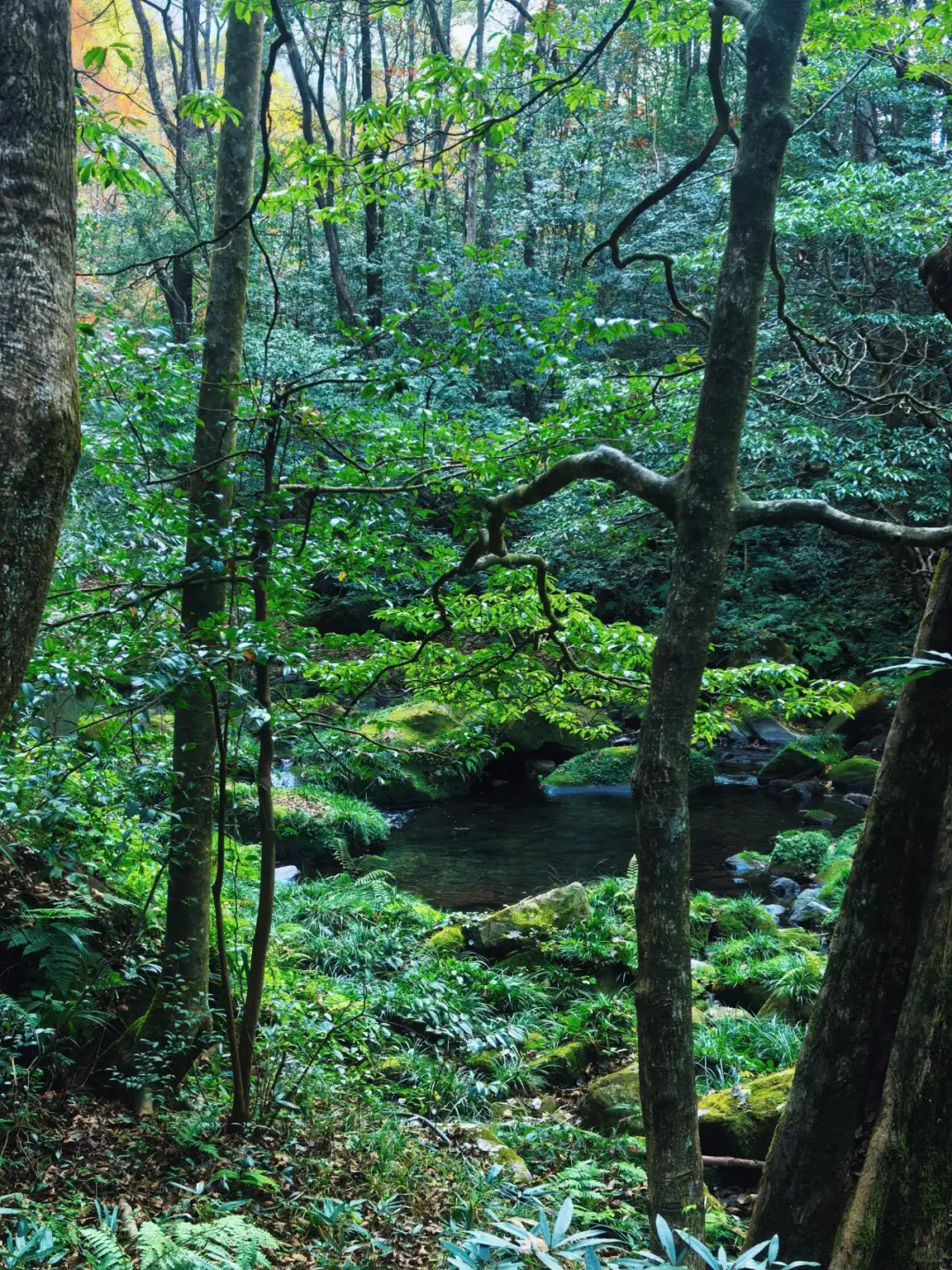 张家界森林公园南门-只看这一篇就够了