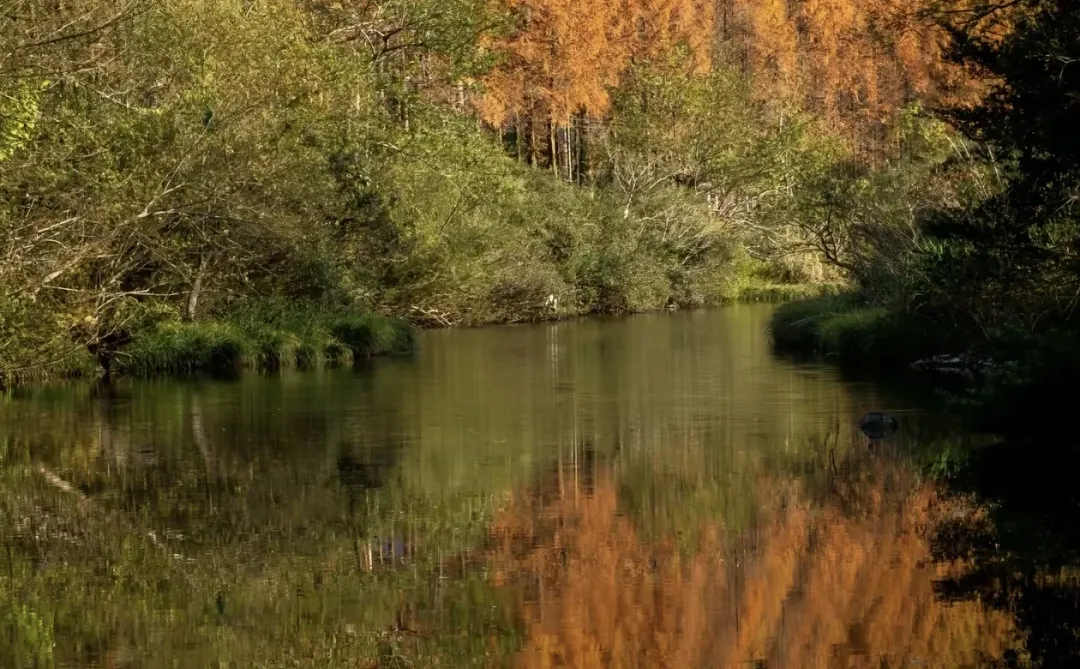 秋日限定！张家界马头溪水杉大道美成了童话