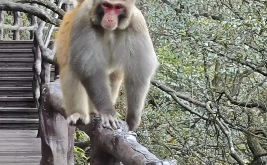 J人P游张家界被宠坏的3天