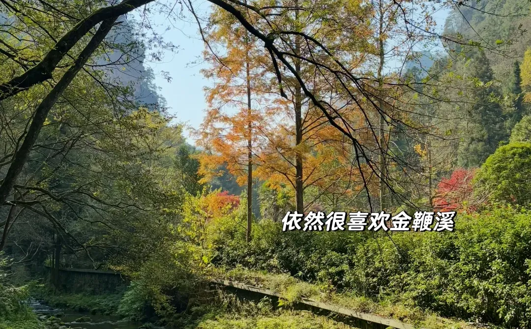 重庆出发周末2日游｜带娃徒步国家森林公园