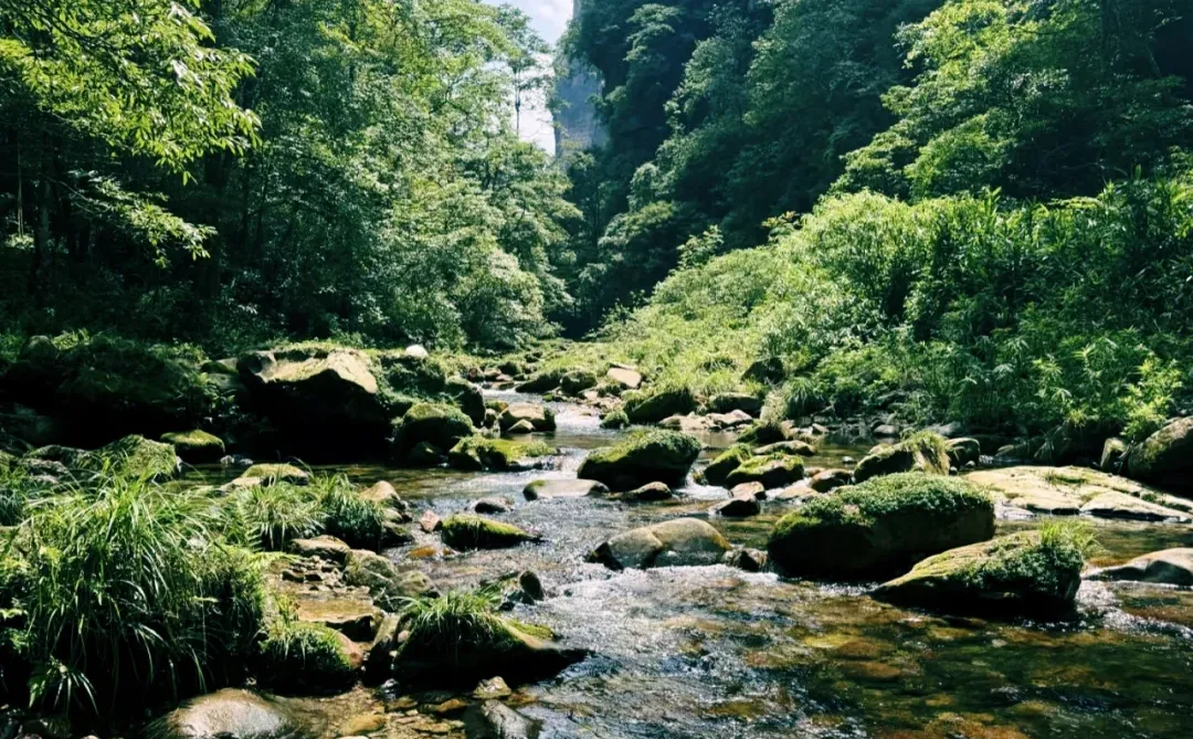 搞清楚这3️⃣个问题再去张家界森林公园❗