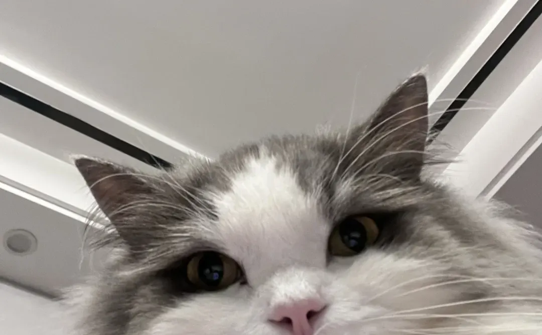 张家界摆摊预警！宠物饰品孤品抢完无