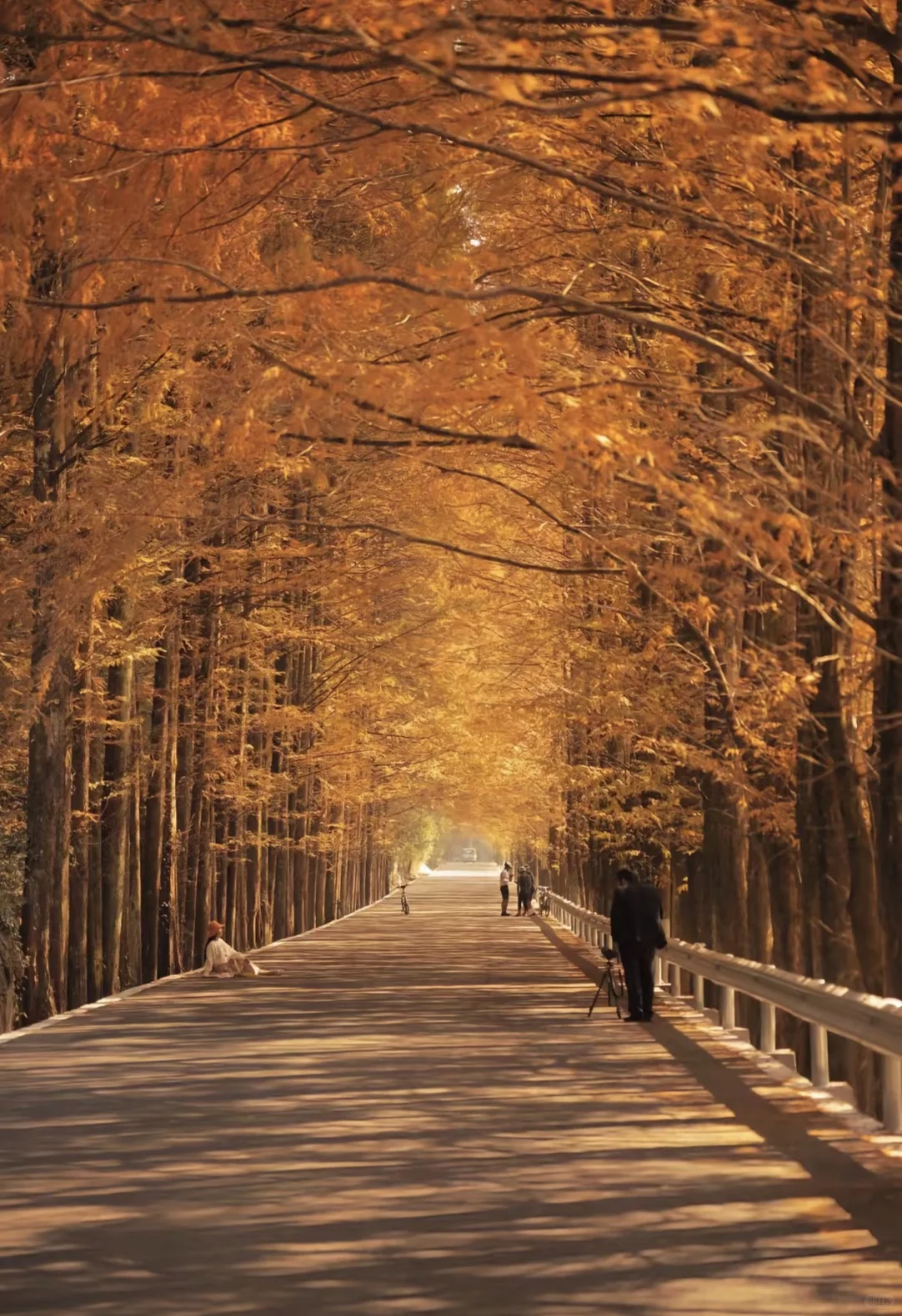 秋日限定！张家界马头溪水杉大道美成了童话