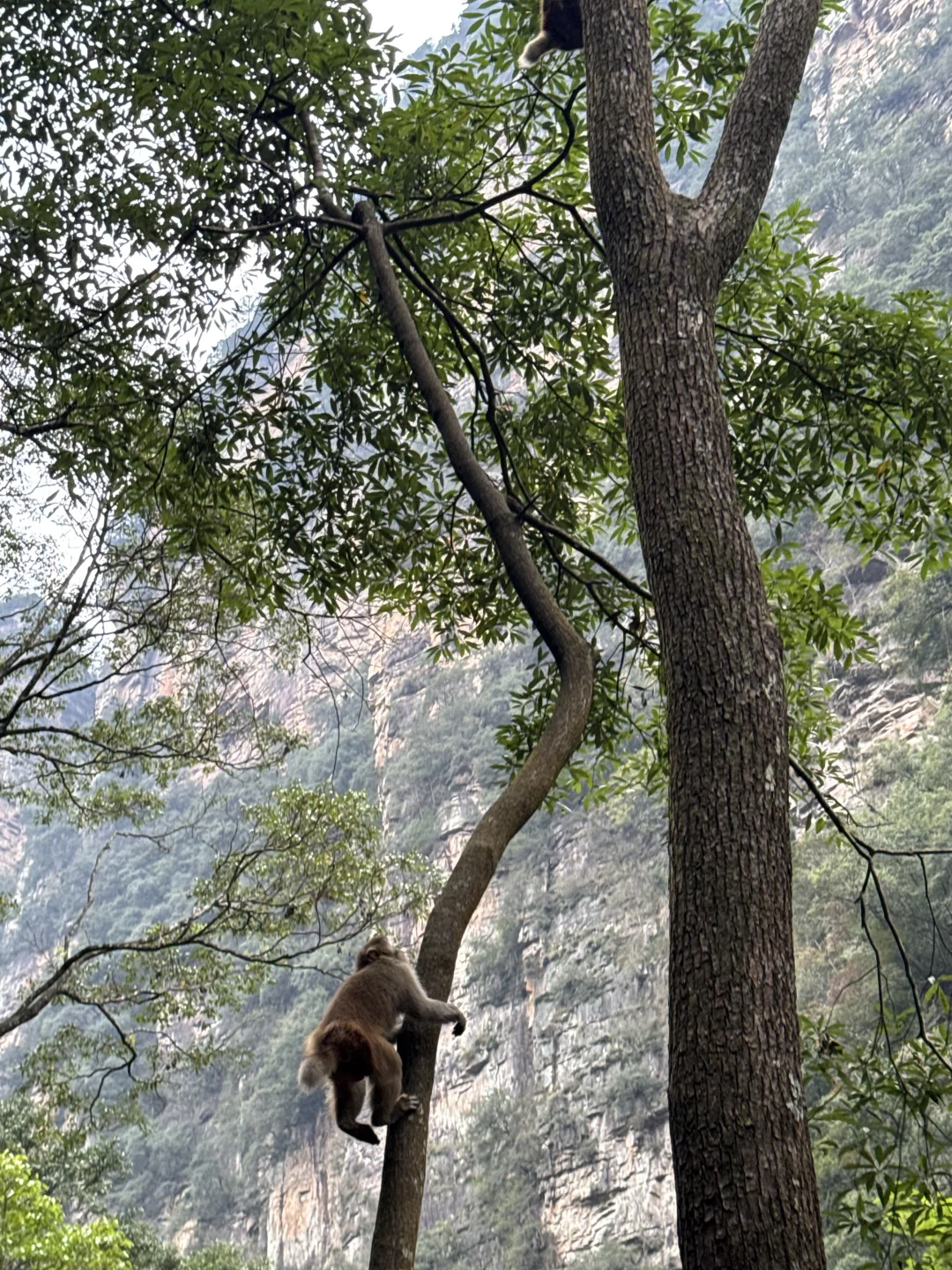 张家界的咪给老外魂都勾走