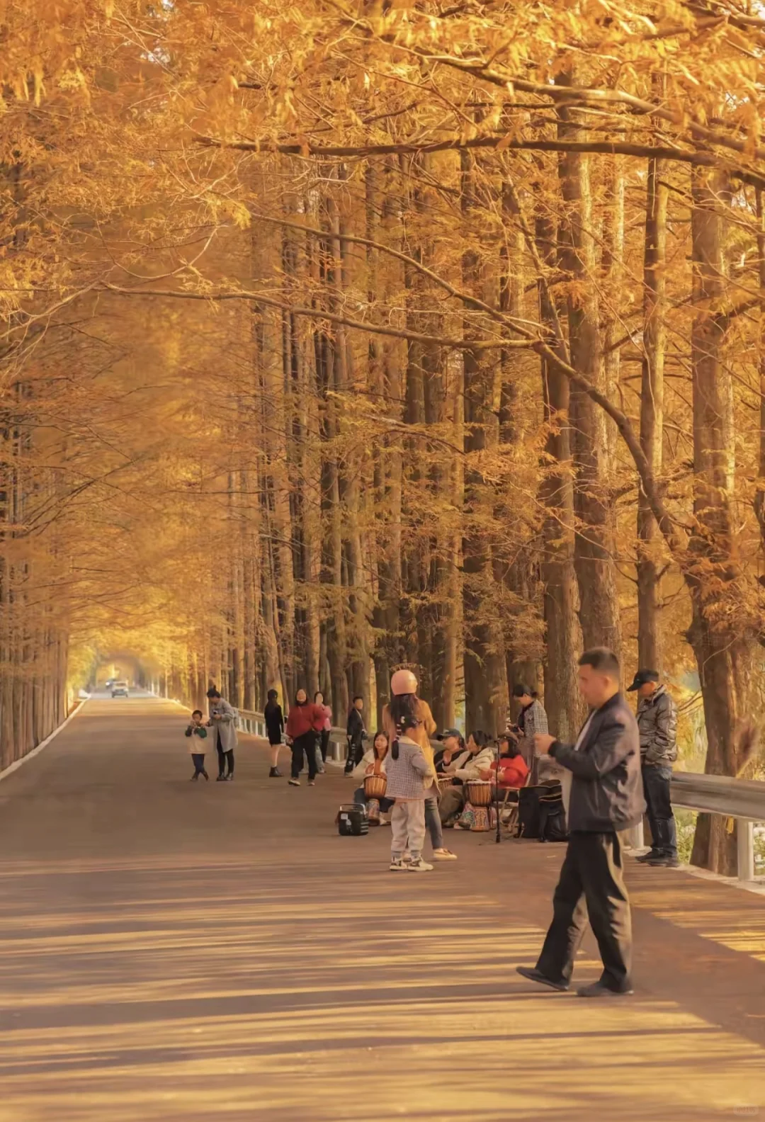 秋日限定！张家界马头溪水杉大道美成了童话