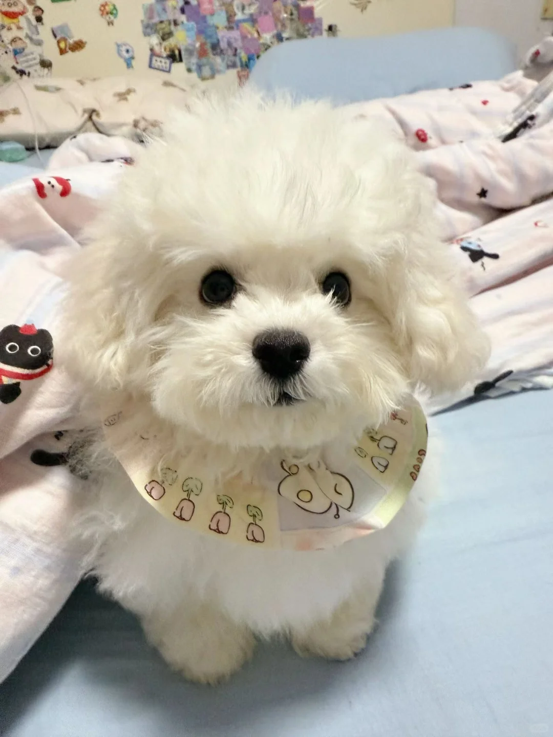 张家界摆摊预警！宠物饰品孤品抢完无