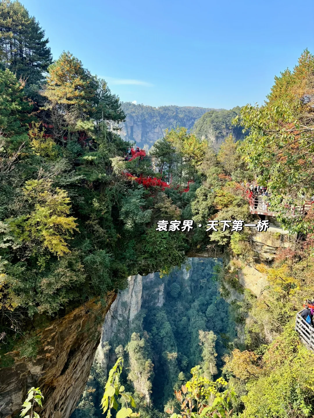 重庆出发周末2日游｜带娃徒步国家森林公园