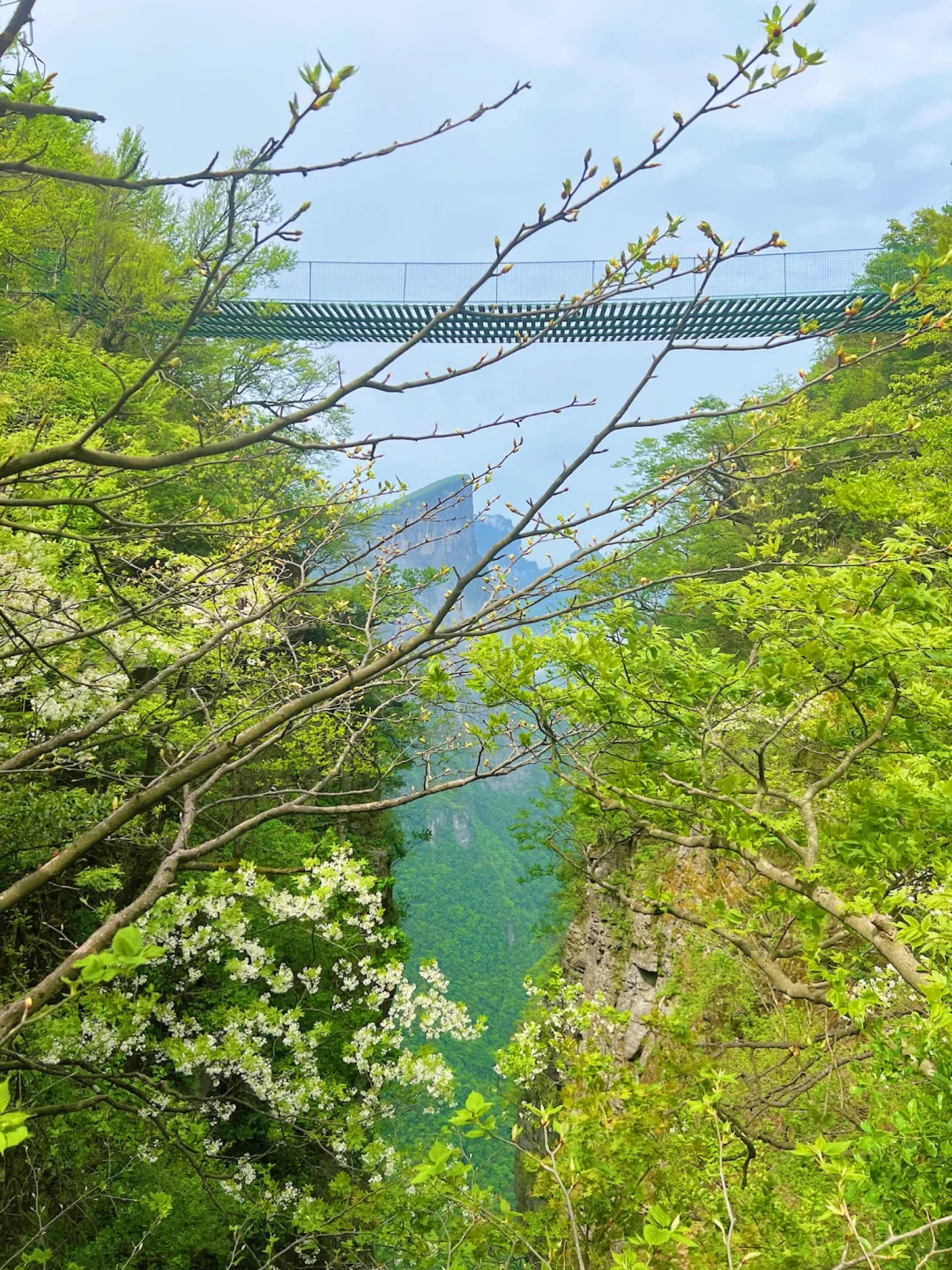 📍张家界｜天门山半日游路线⛰️省力又出片！