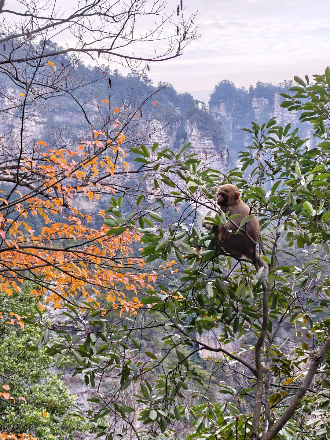 J人P游张家界被宠坏的3天