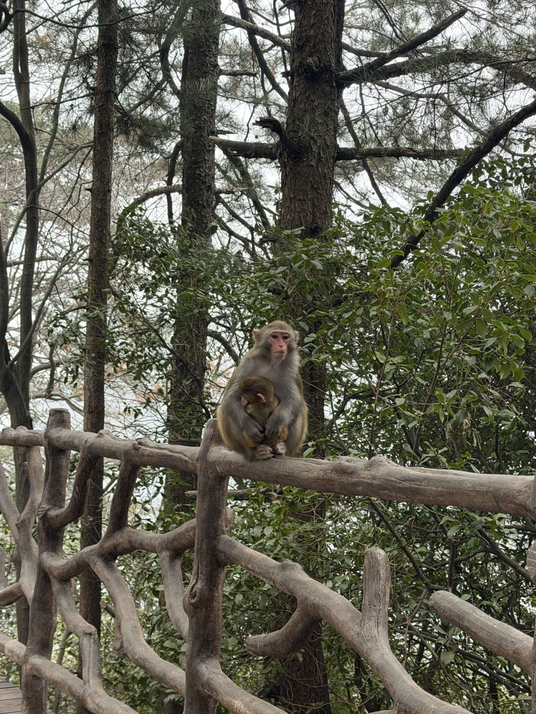 张家界游天门山和森林公园