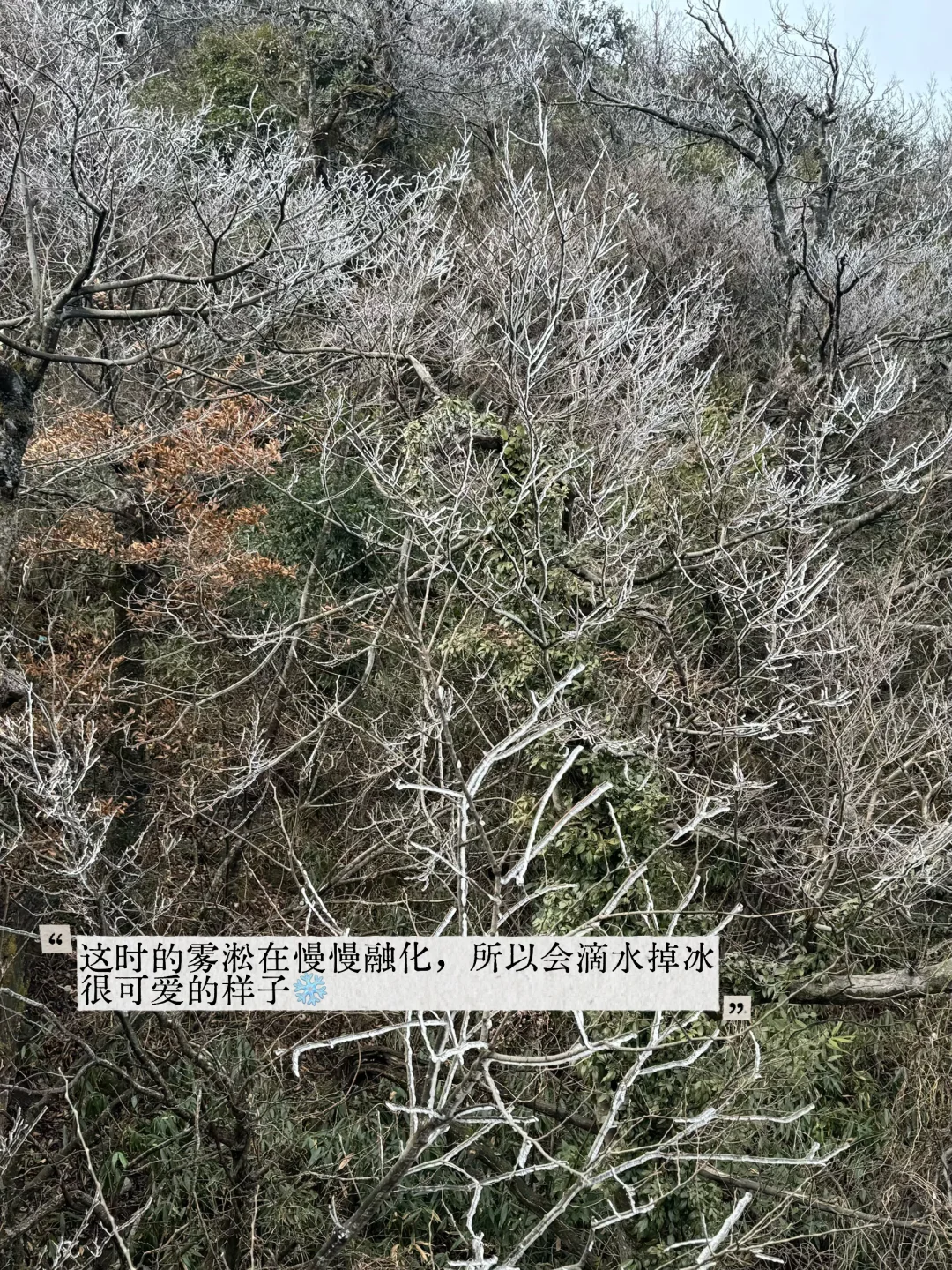 12.13｜张家界🚡看到雾淞版