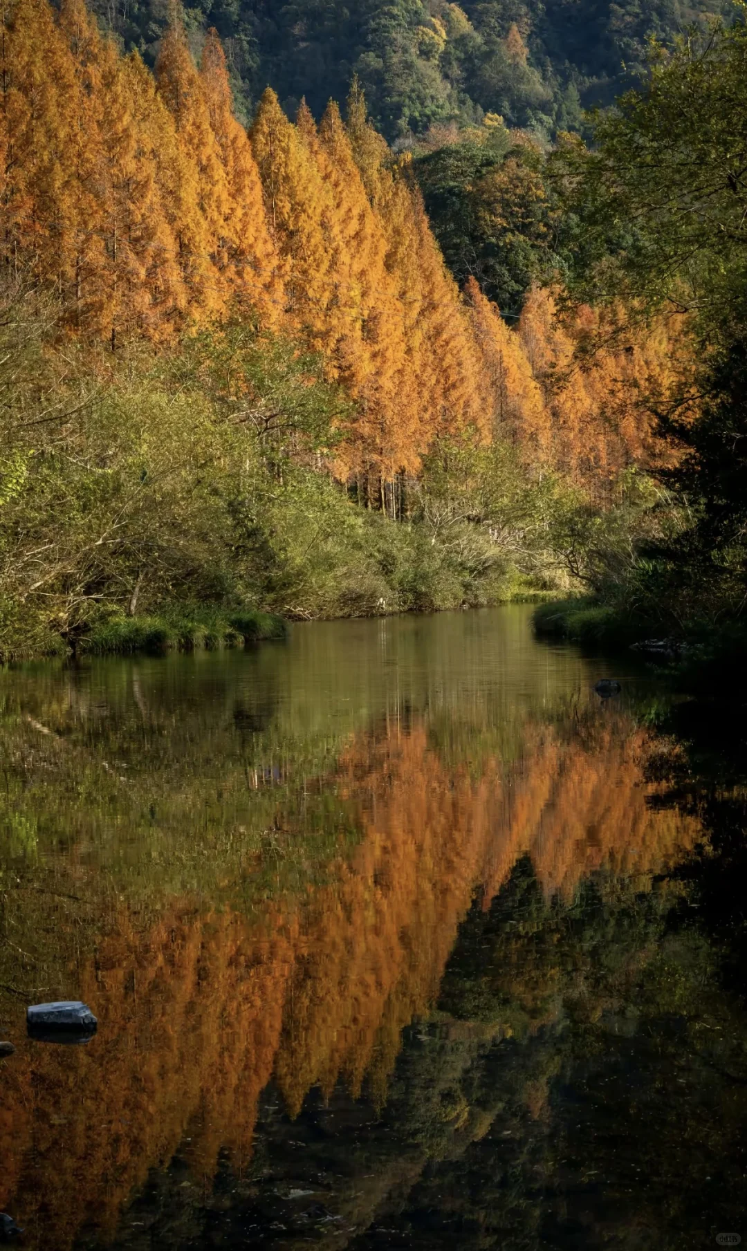 秋日限定！张家界马头溪水杉大道美成了童话
