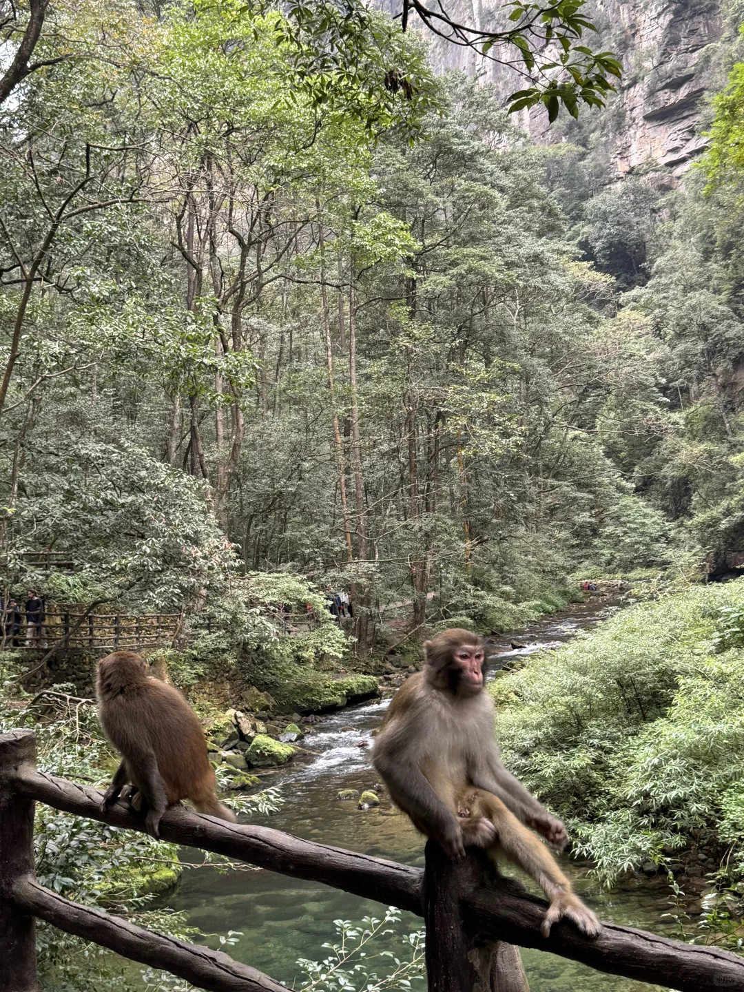 张家界的咪给老外魂都勾走