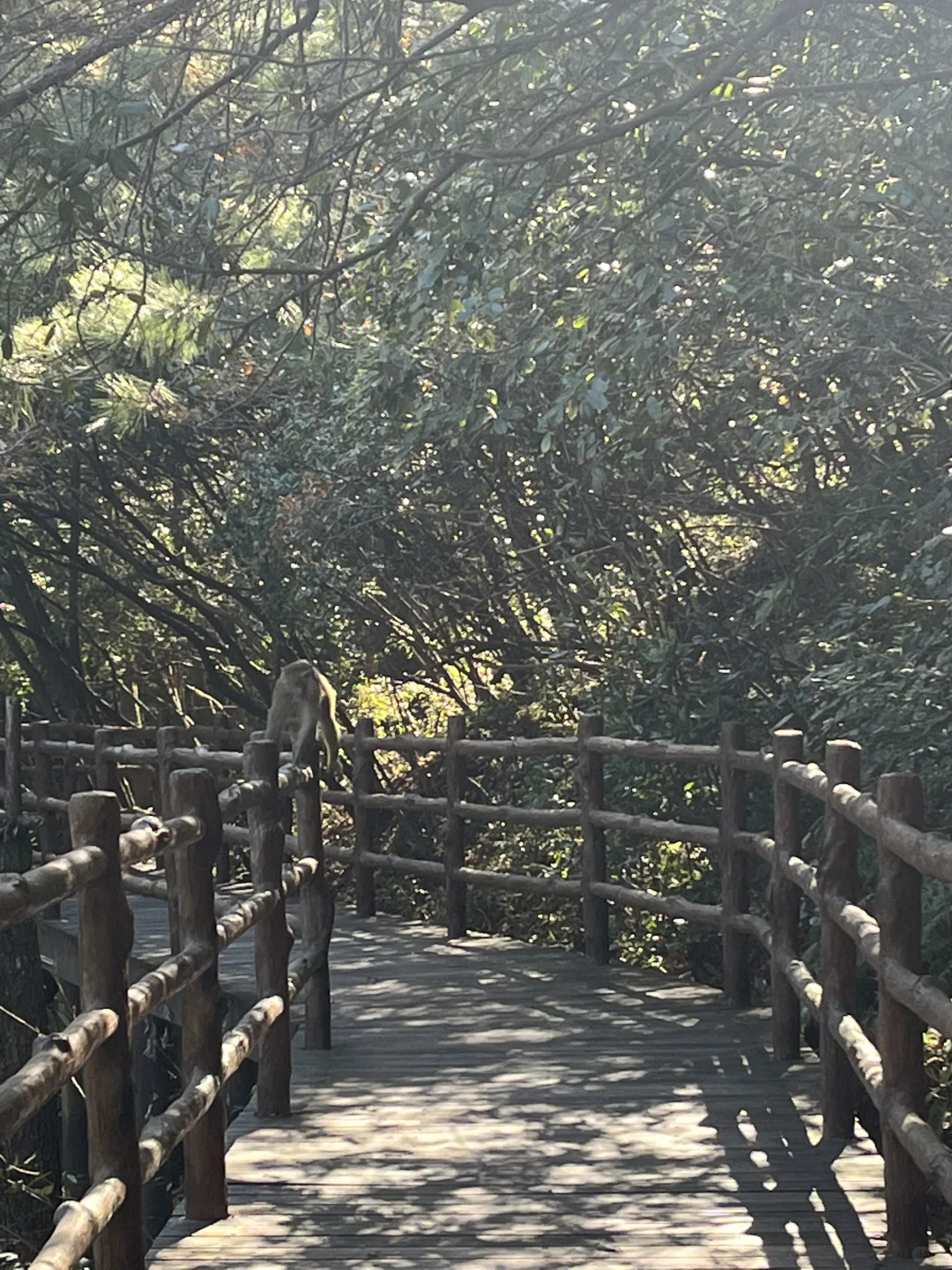 一人2天游玩张家界｜被🐒“抢劫”2次！