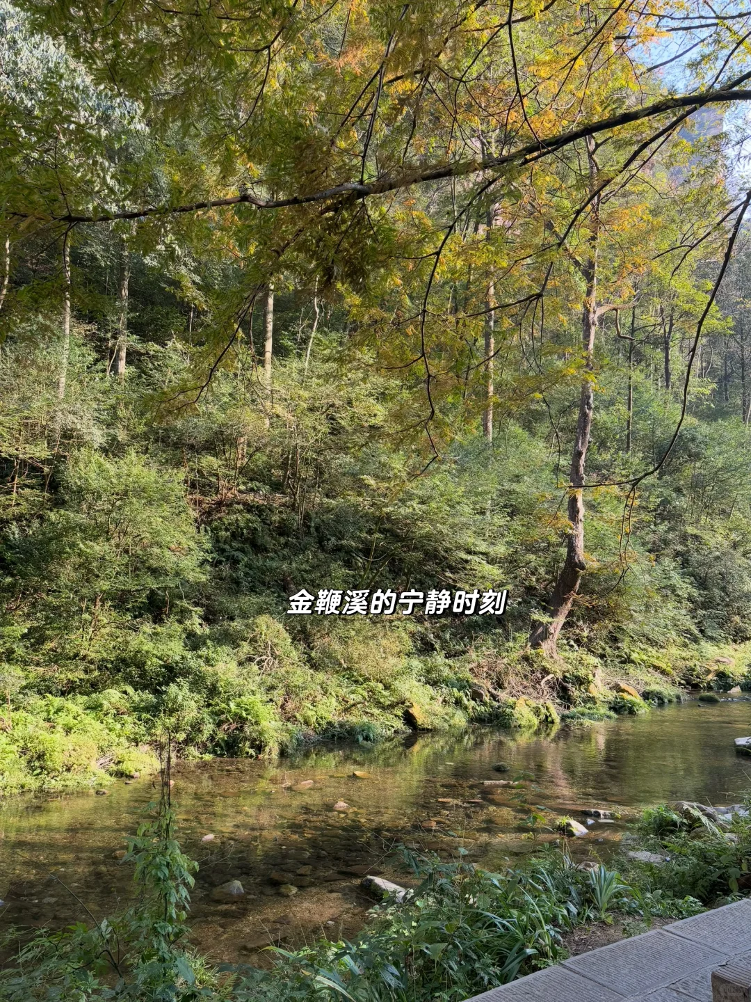 重庆出发周末2日游｜带娃徒步国家森林公园