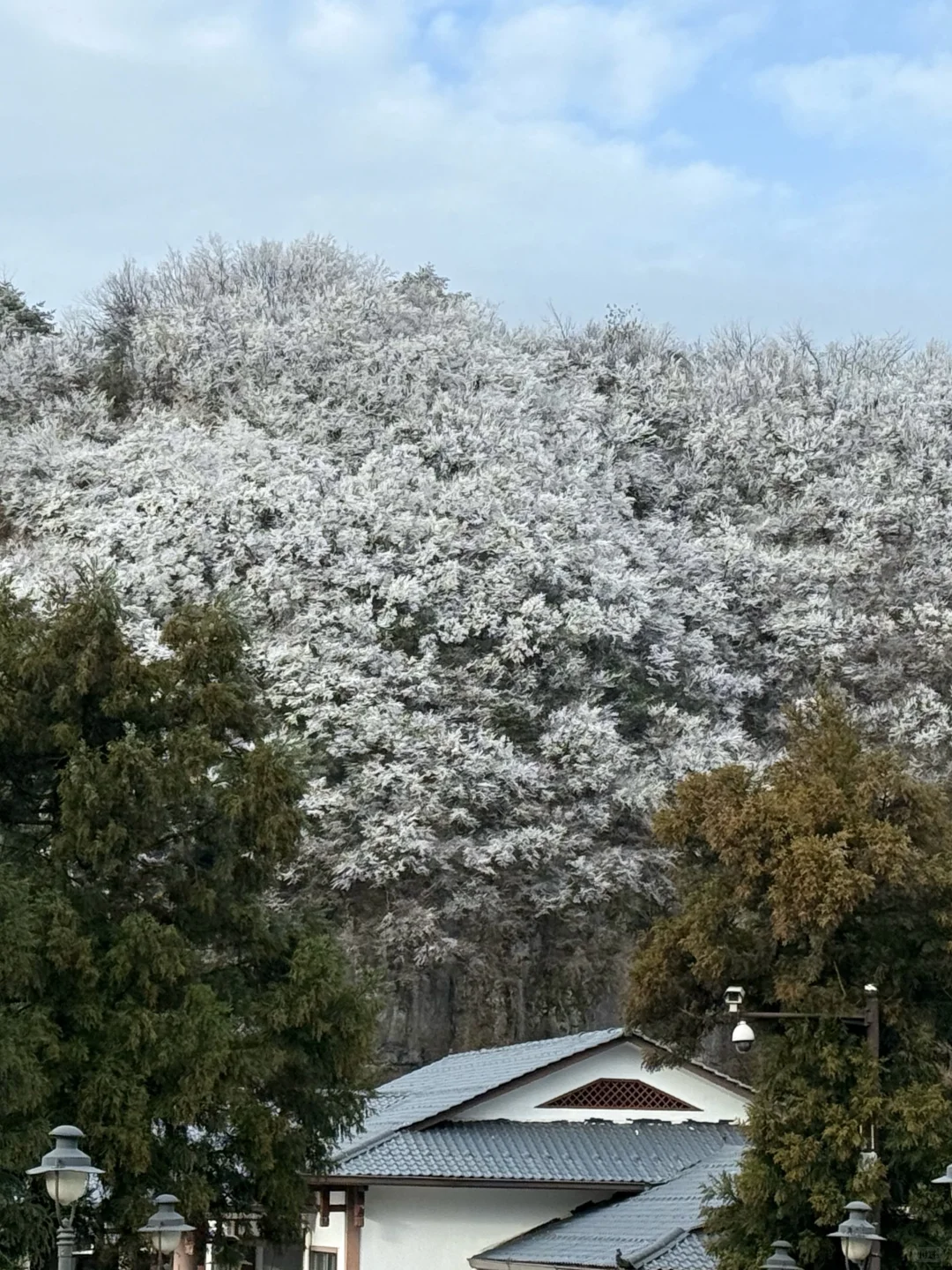 11月18日张家界雾凇