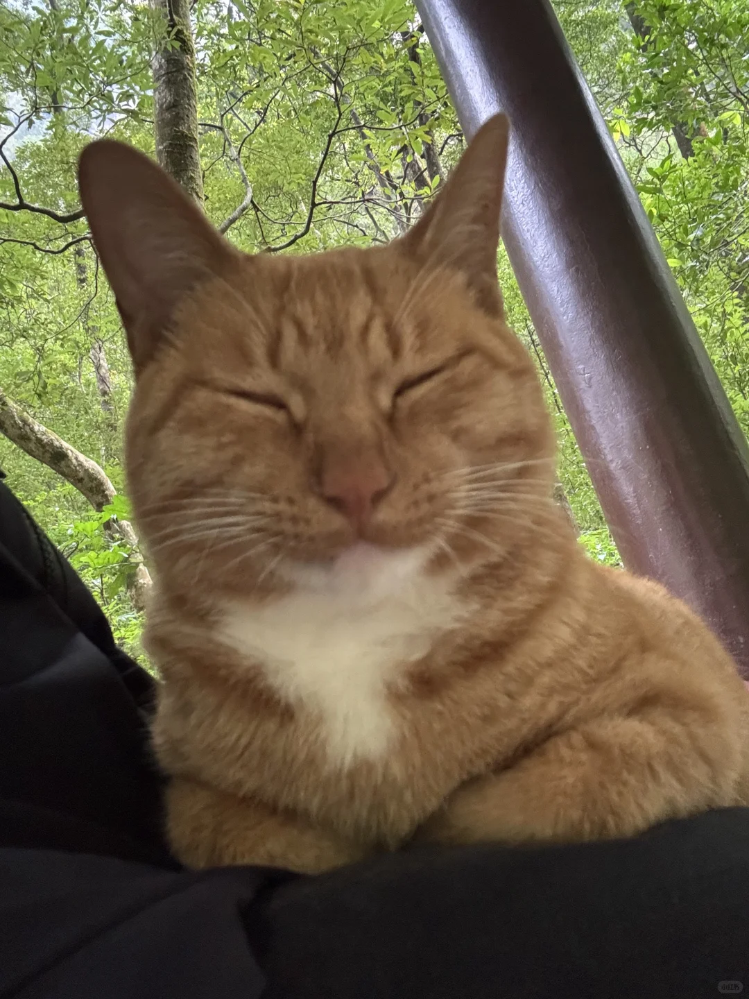 张家界的咪给老外魂都勾走