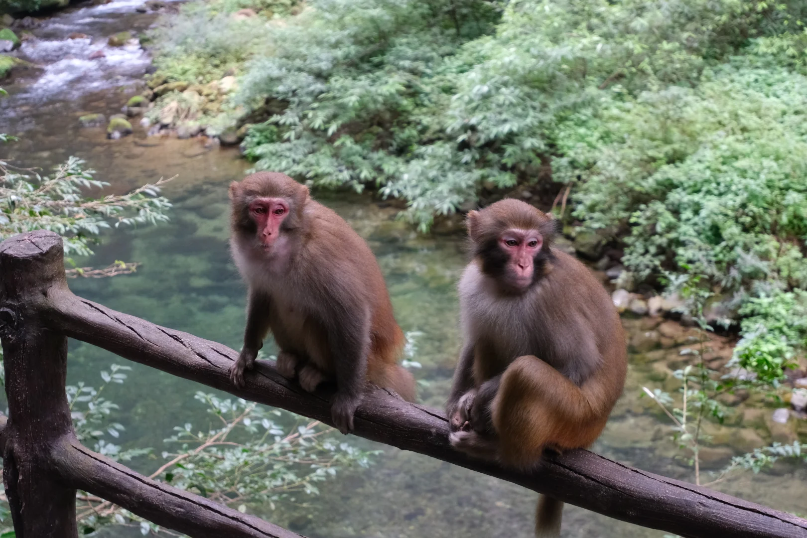 张家界的咪给老外魂都勾走