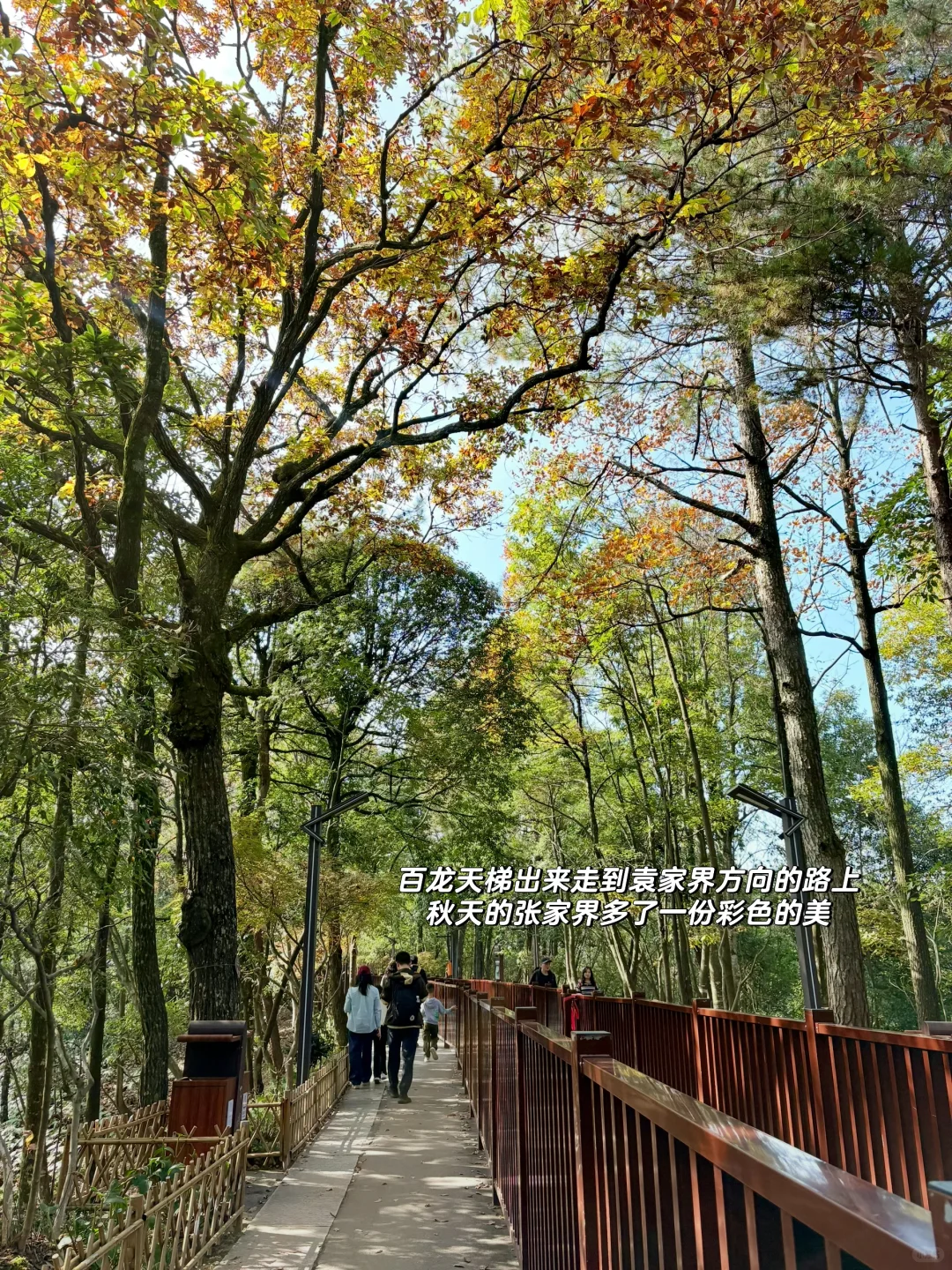 重庆出发周末2日游｜带娃徒步国家森林公园