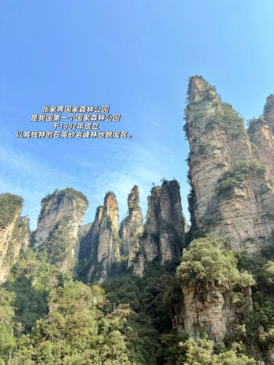 重庆出发周末2日游｜带娃徒步国家森林公园