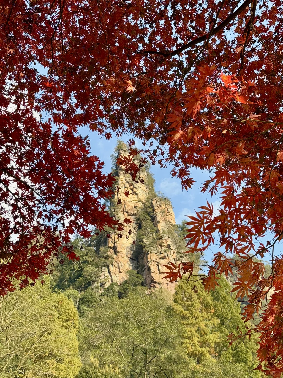 重庆出发周末2日游｜带娃徒步国家森林公园