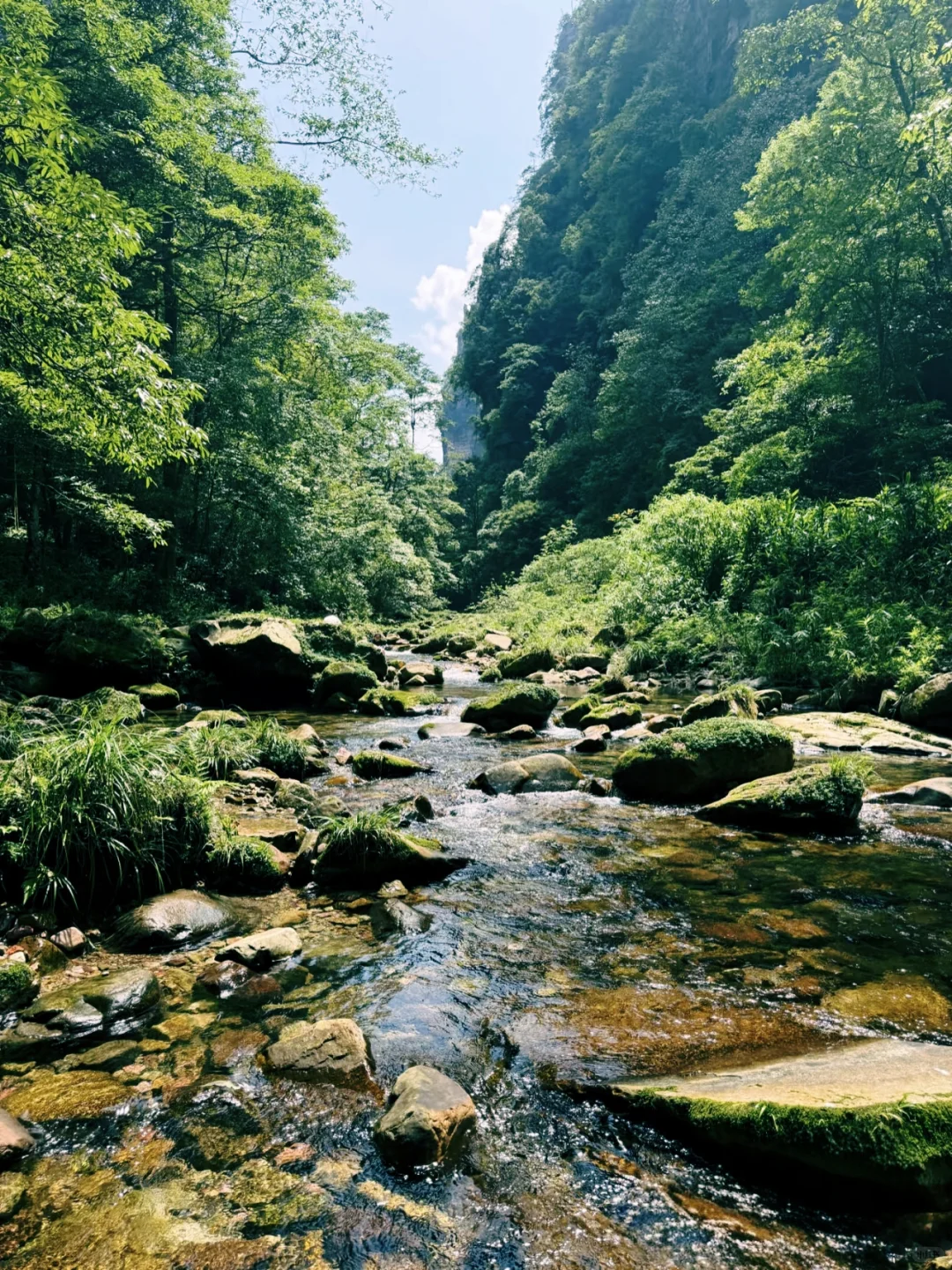 搞清楚这3️⃣个问题再去张家界森林公园❗