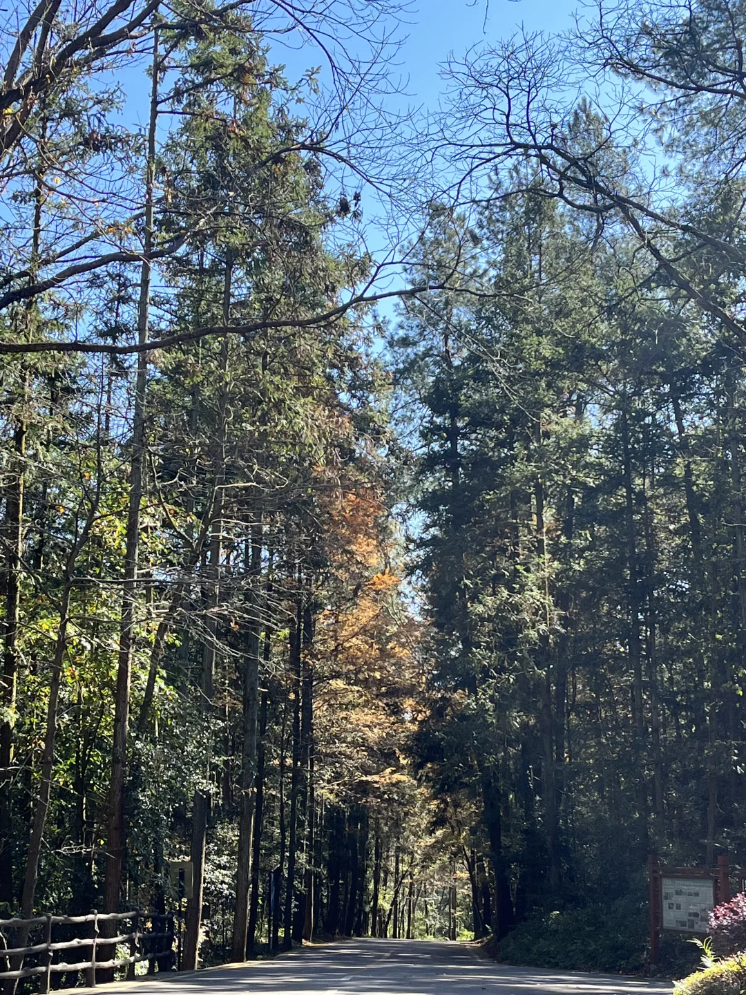 一人2天游玩张家界｜被🐒“抢劫”2次！