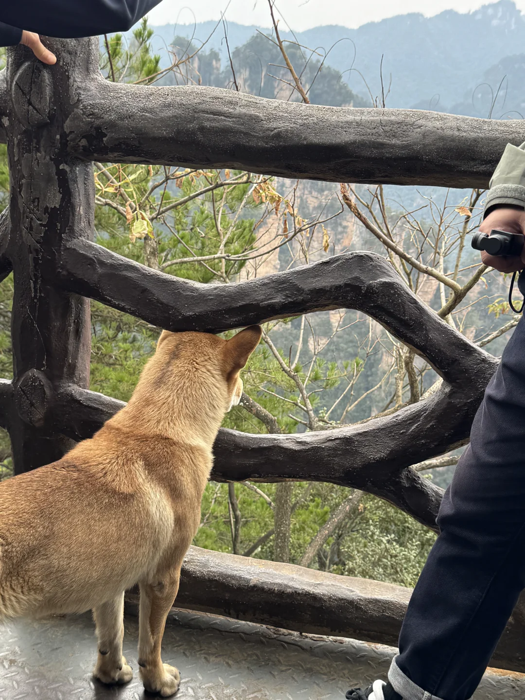 张家界的咪给老外魂都勾走