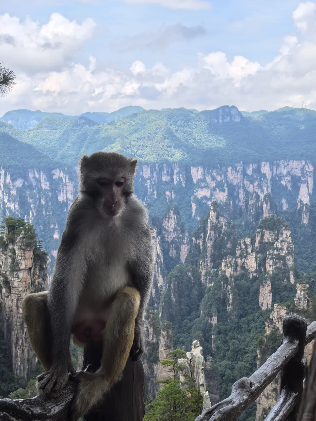 张家界暴雨后,我被自然深深“看见”