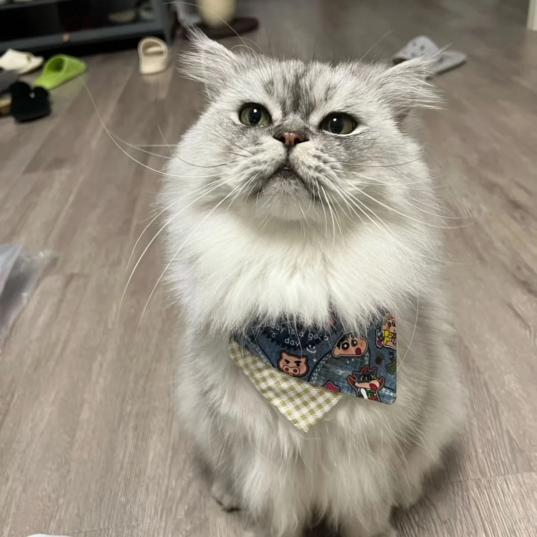 张家界摆摊预警！宠物饰品孤品抢完无