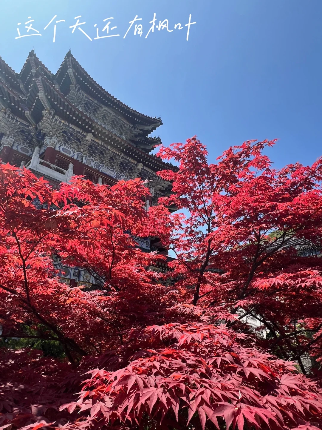 📍张家界｜天门山半日游路线⛰️省力又出片！