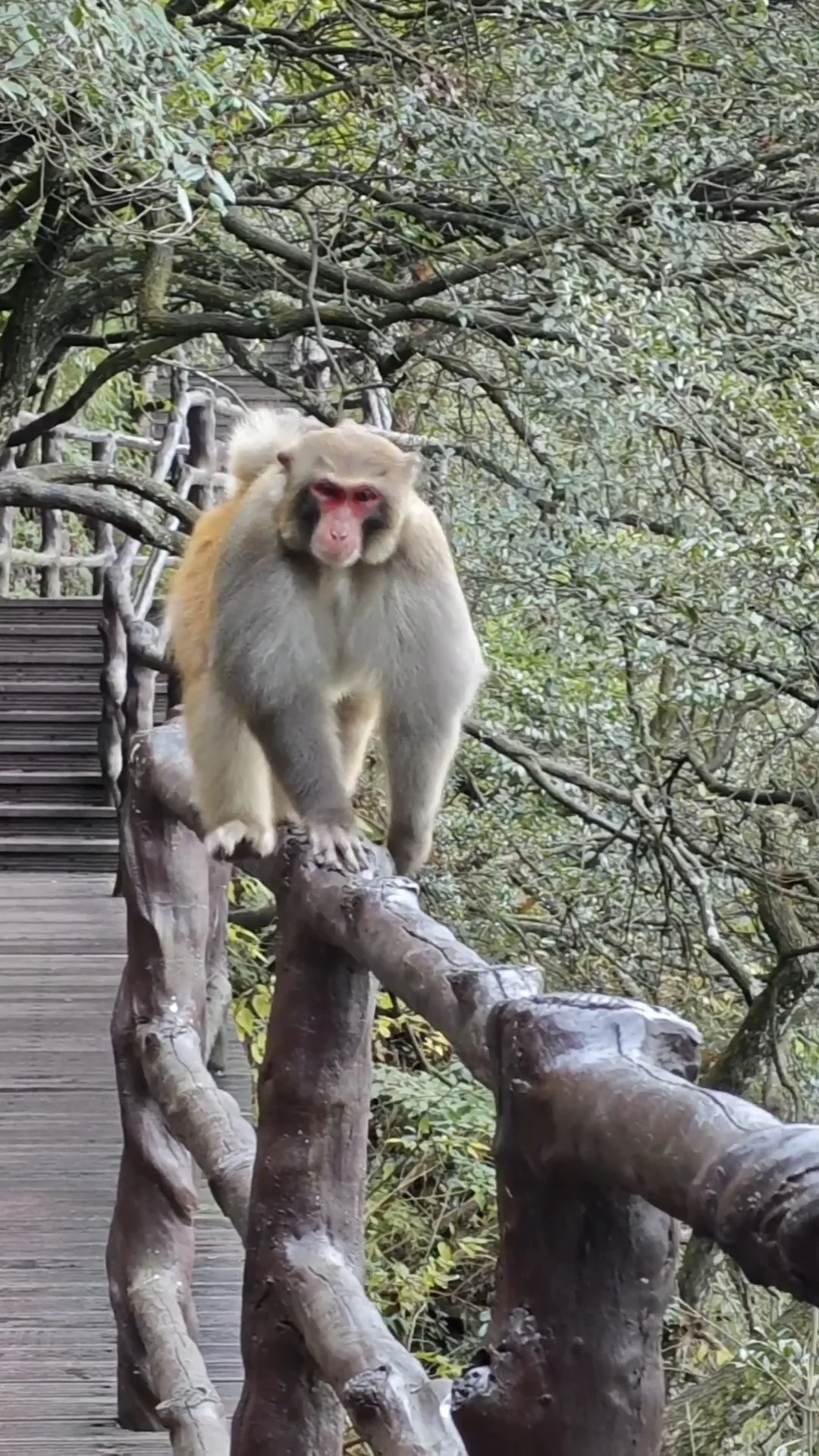 J人P游张家界被宠坏的3天