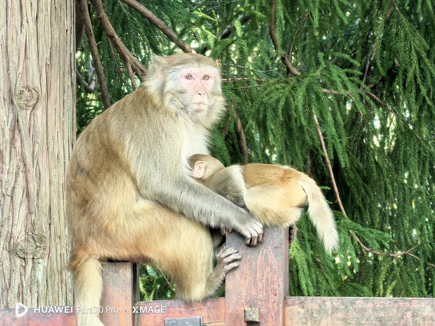 为什么张家界的西方游客比九寨沟多？
