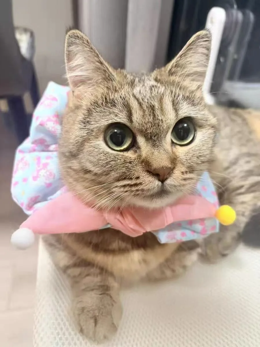 张家界摆摊预警！宠物饰品孤品抢完无