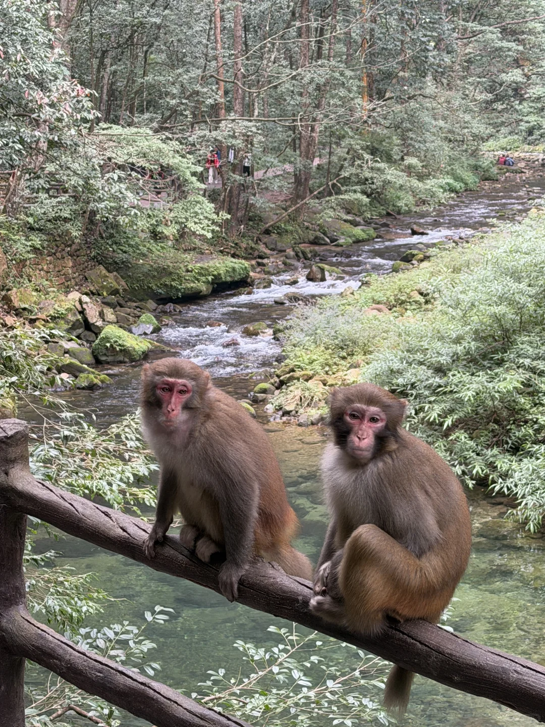 张家界的咪给老外魂都勾走