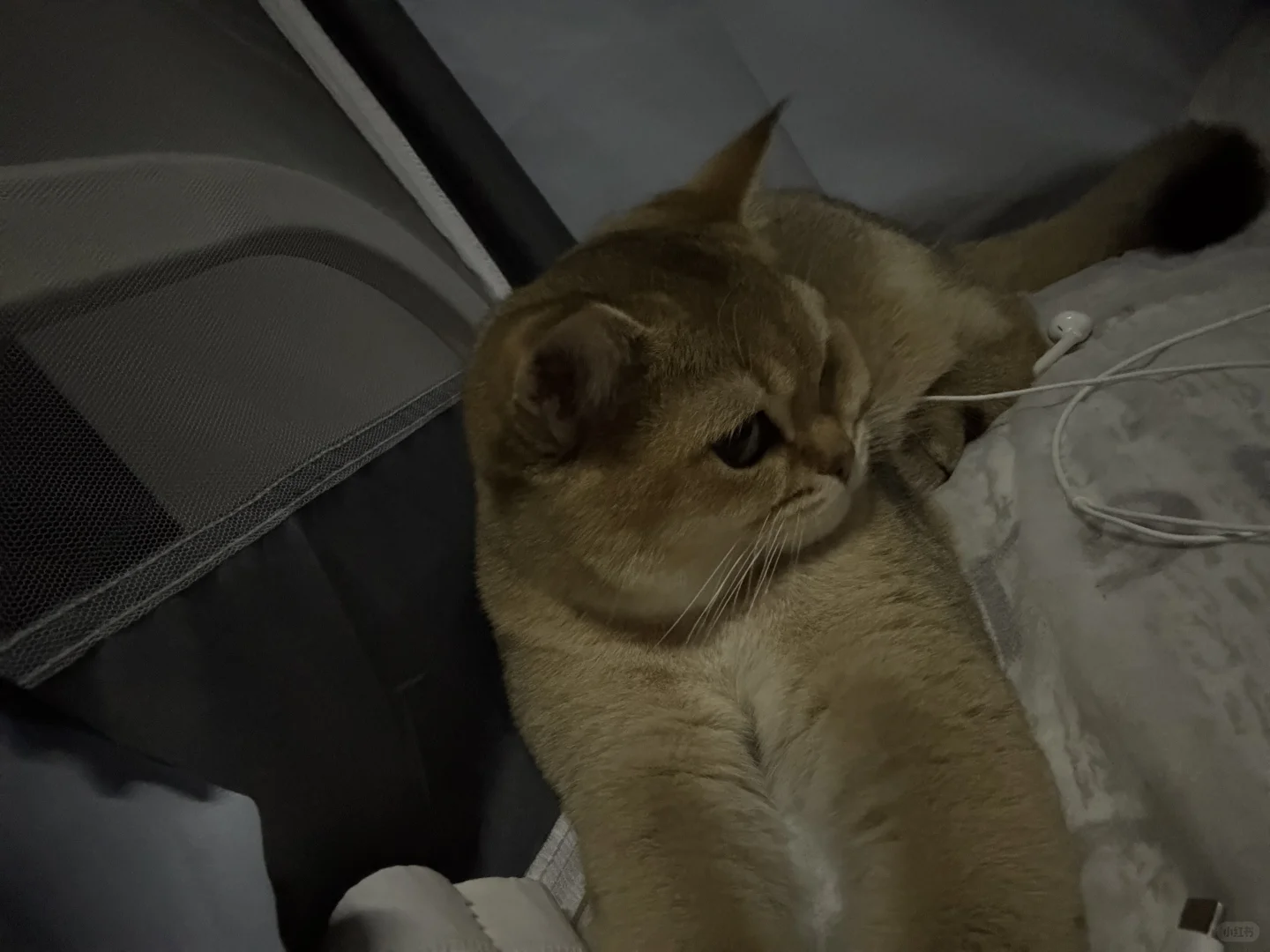 长沙有没有能看上我家猫猫的