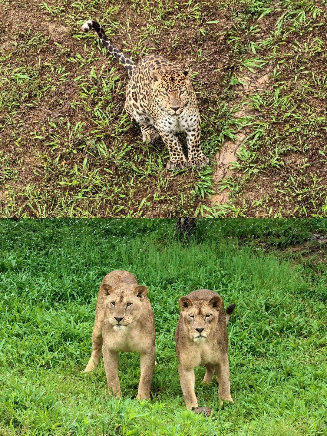 湖南常德野生动物园1日游攻略