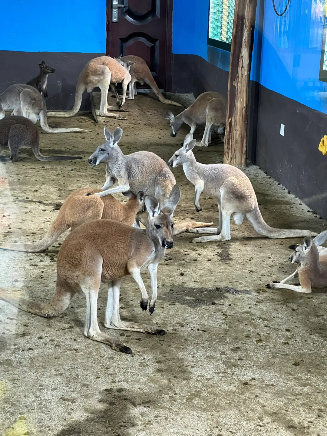 湖南常德野生动物园1日游攻略