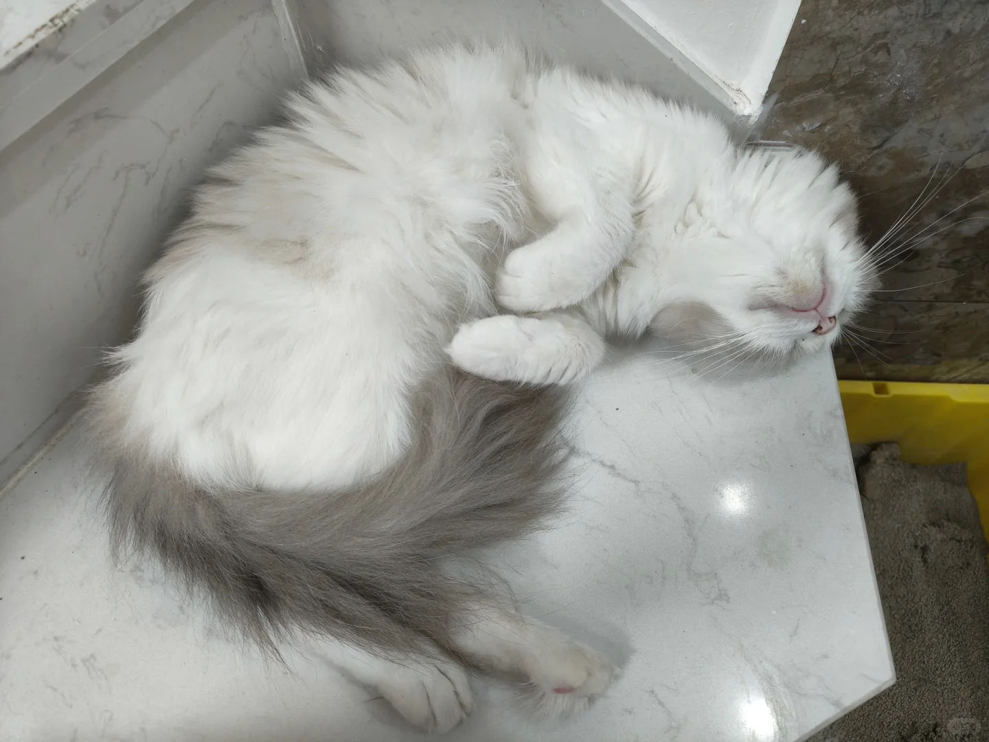 长沙小猫找领养