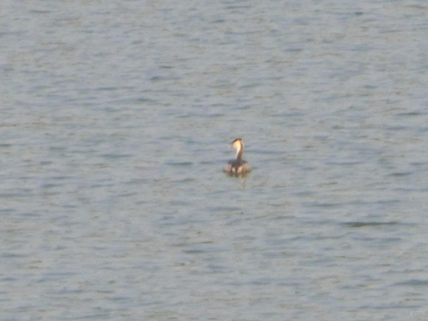 常德市太阳山观鸟