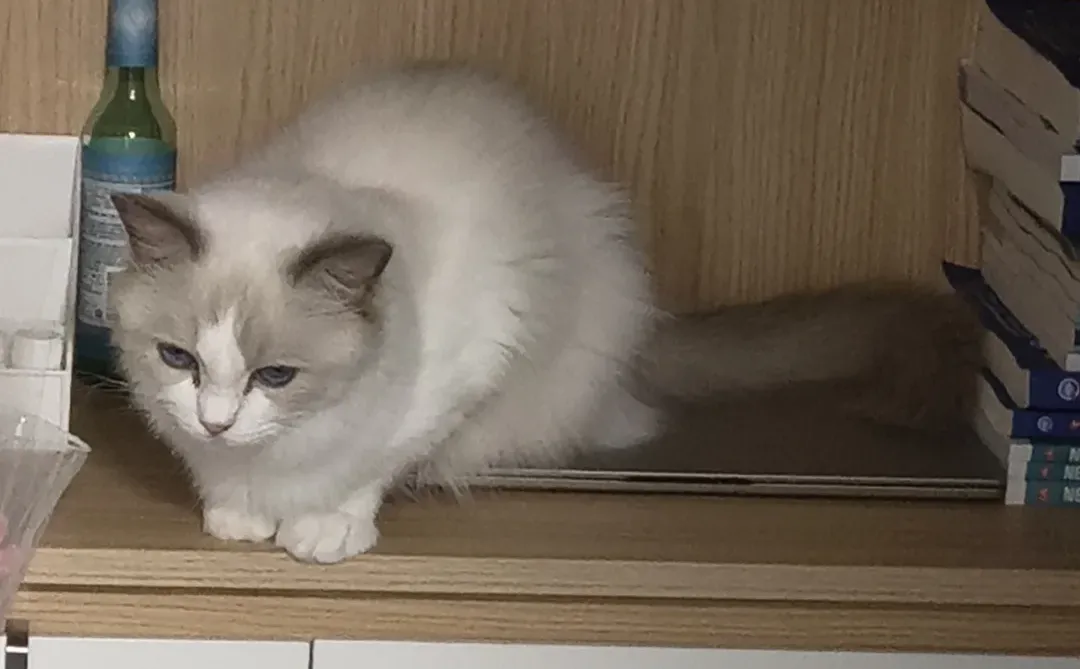 长沙小猫找领养