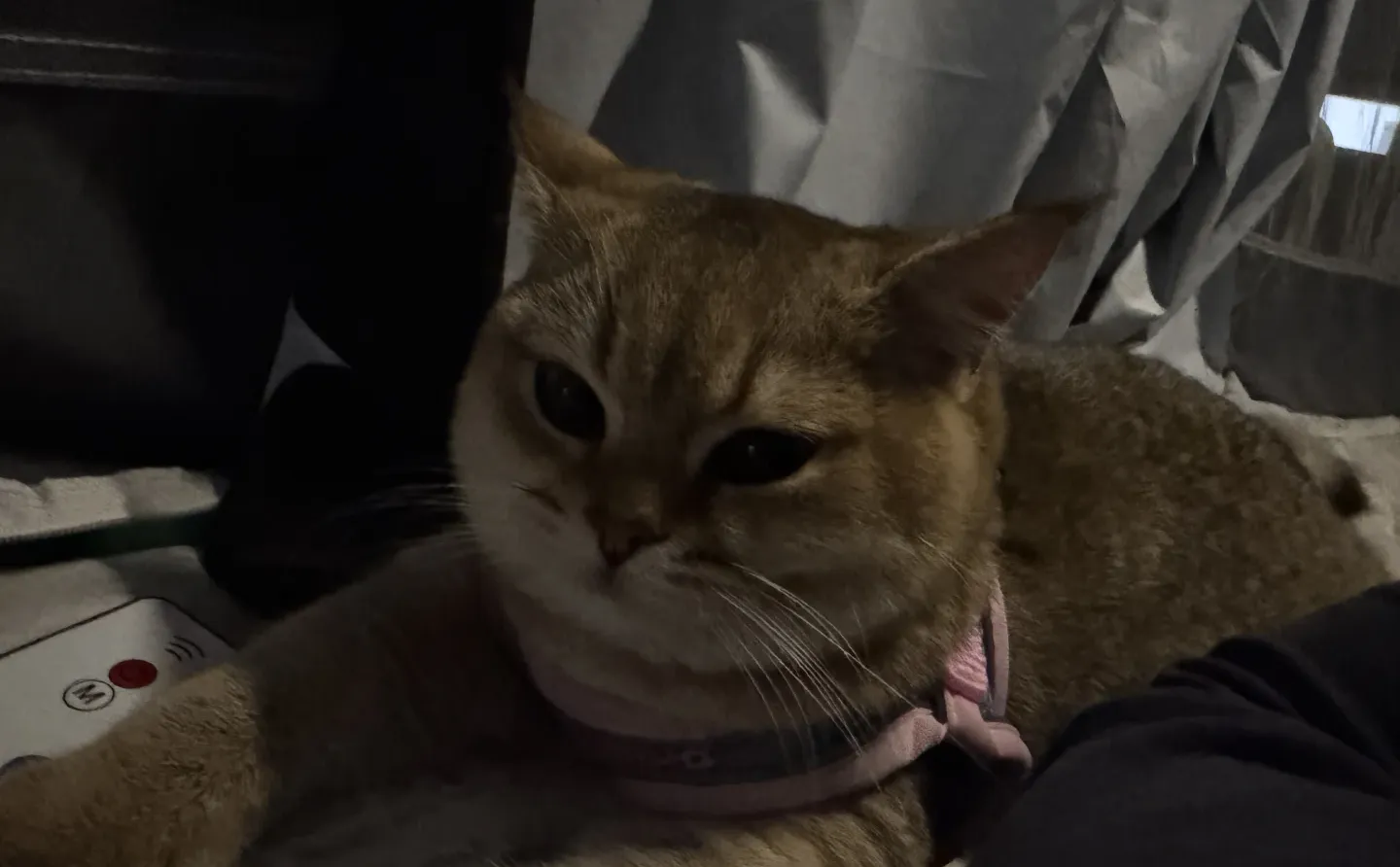 长沙有没有能看上我家猫猫的