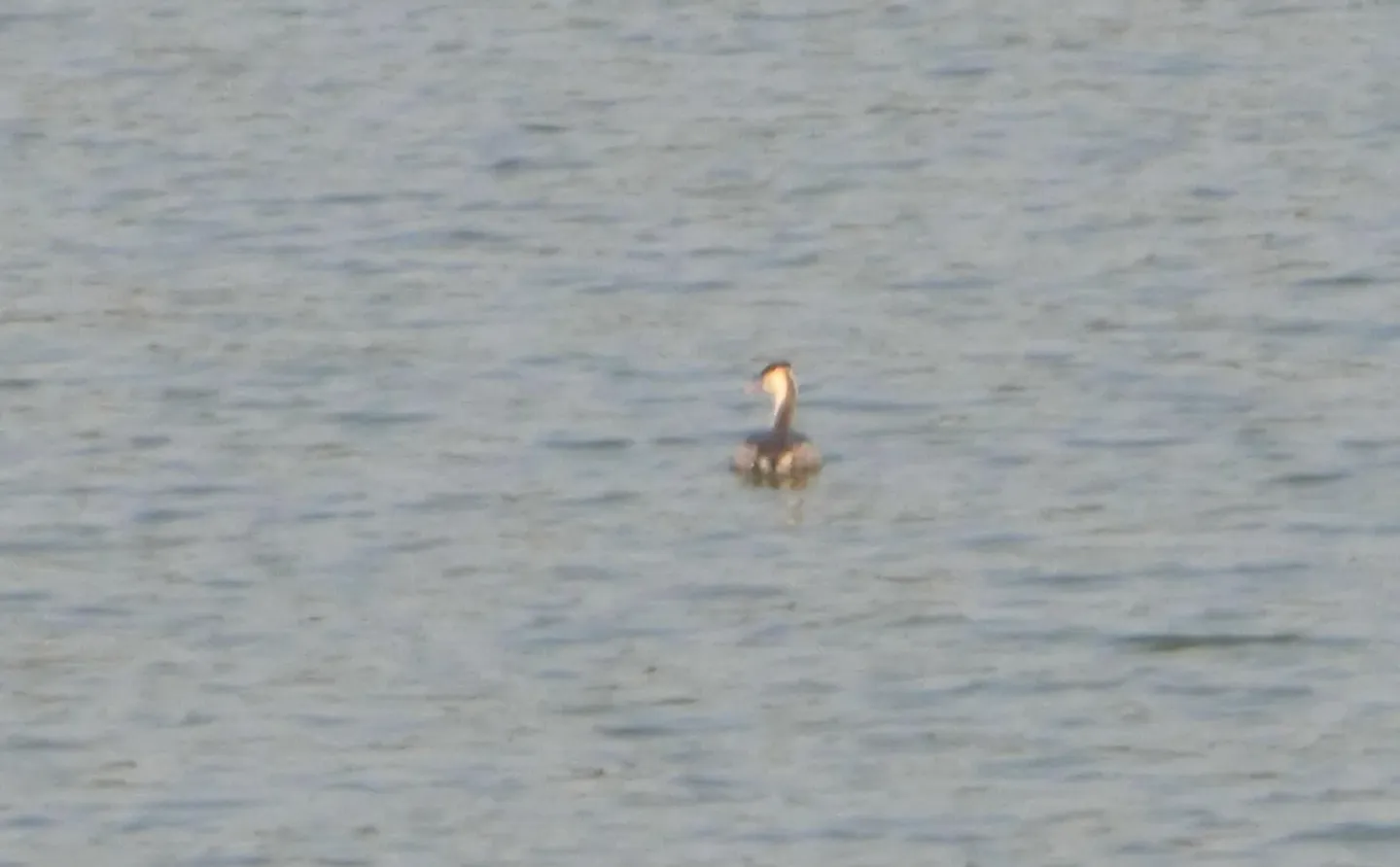常德市太阳山观鸟