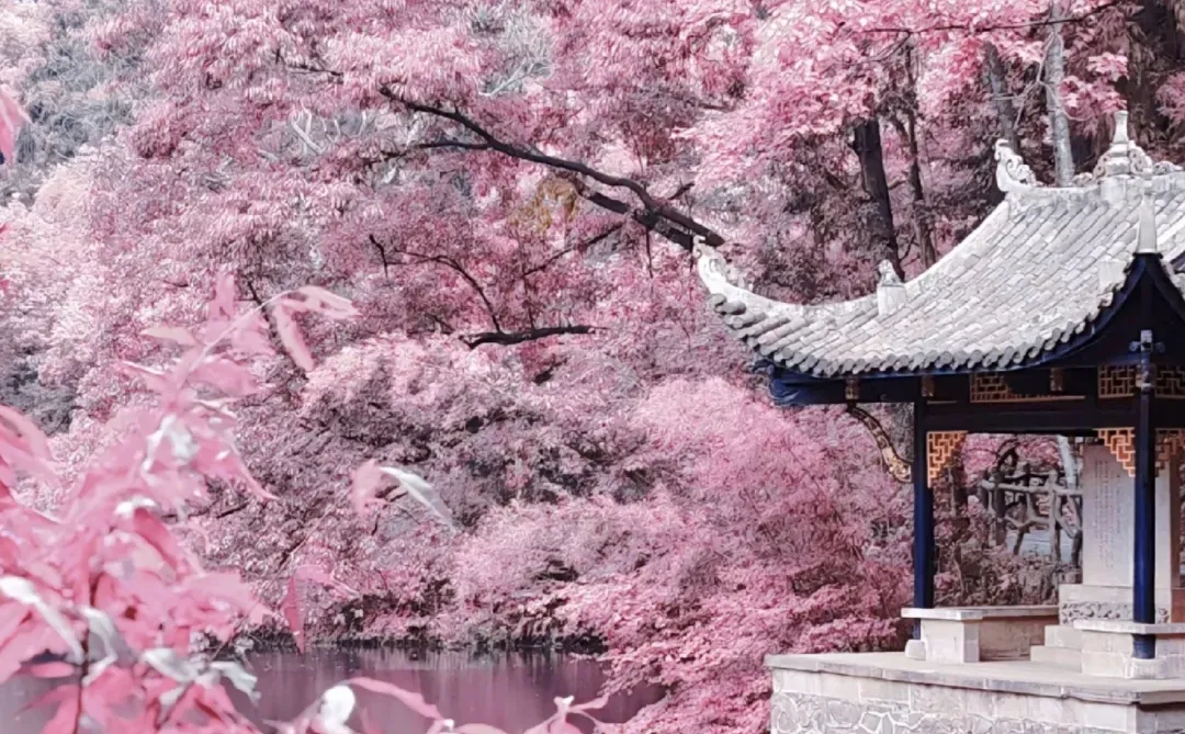 🌸长沙出发1h！常德桃花源小众秘境攻略