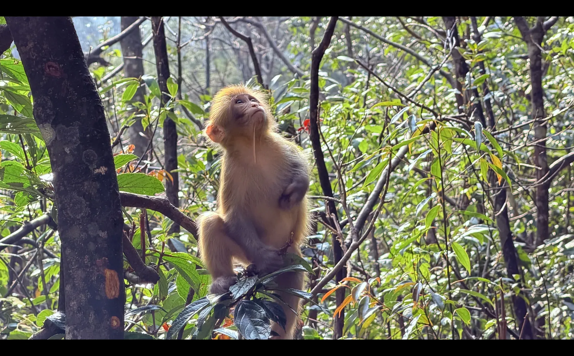 张家界的高山劝退“恐高症患者”