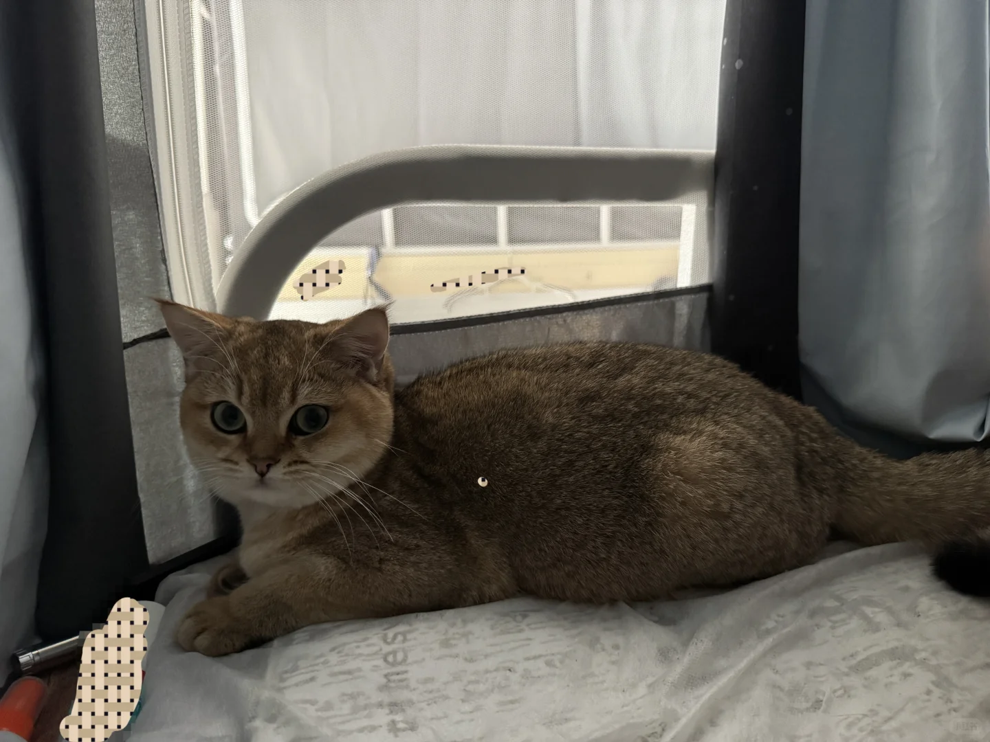 长沙有没有能看上我家猫猫的