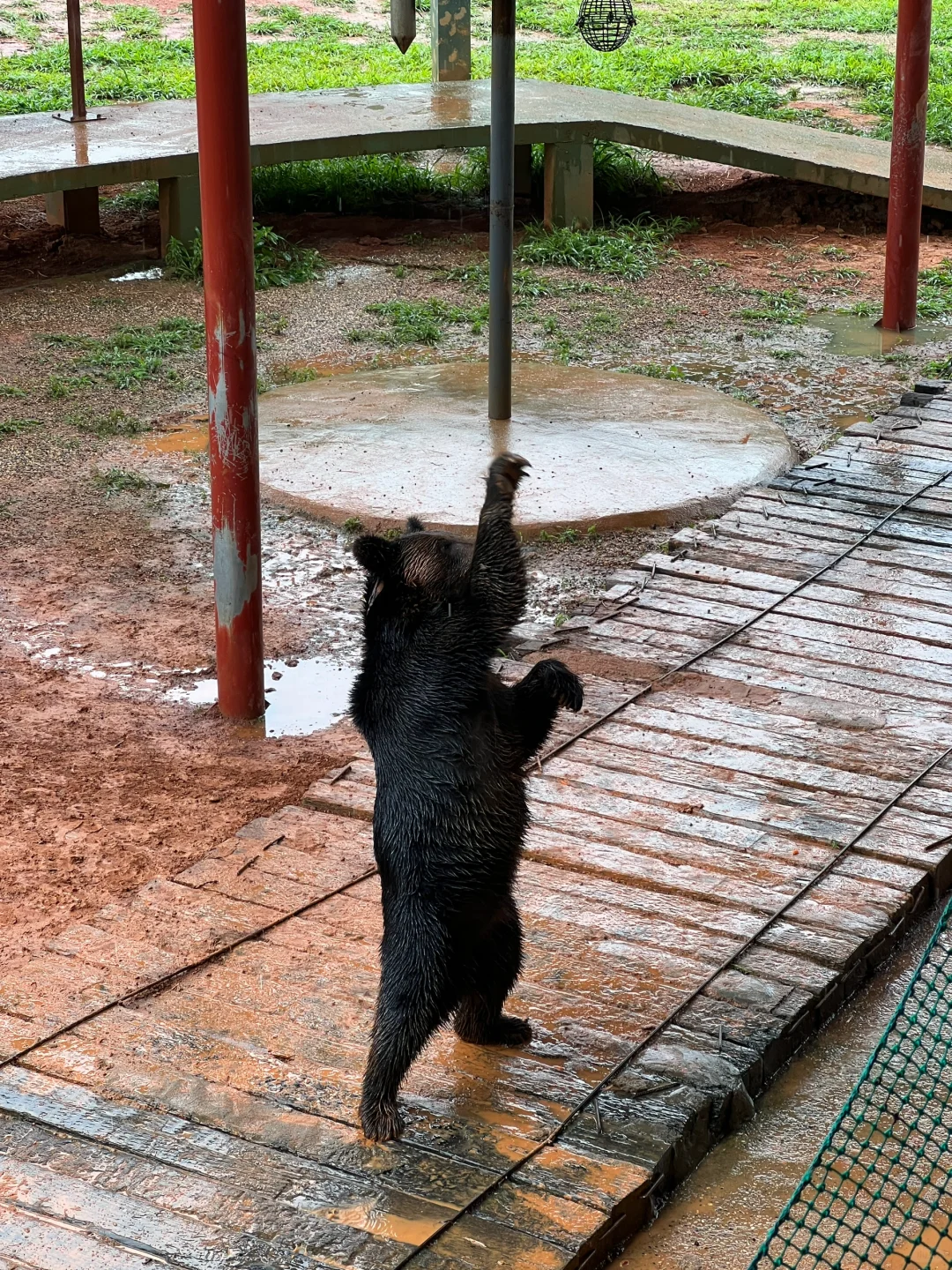 湖南常德野生动物园1日游攻略