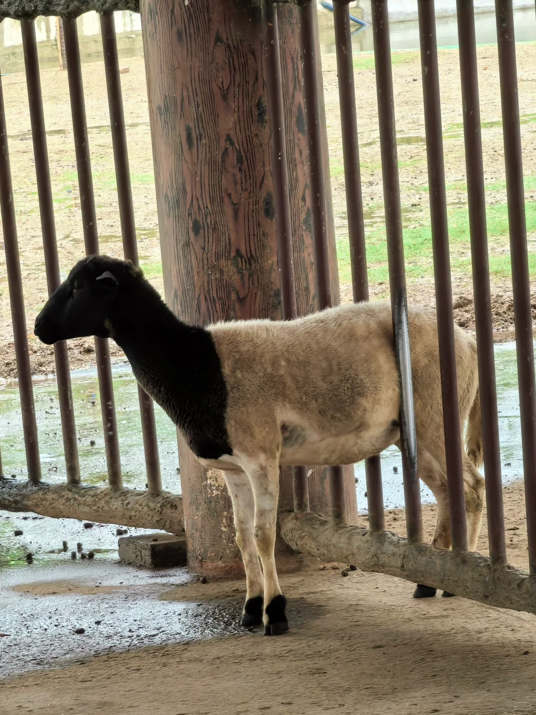 湖南常德野生动物园1日游攻略